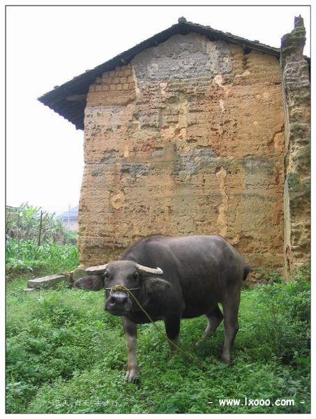 土房子前的水牛