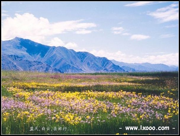 拉萨 南部地区 野花地