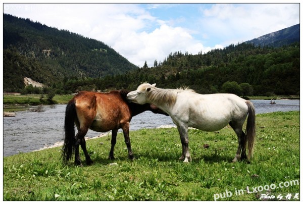 贡措湖景区的两匹马