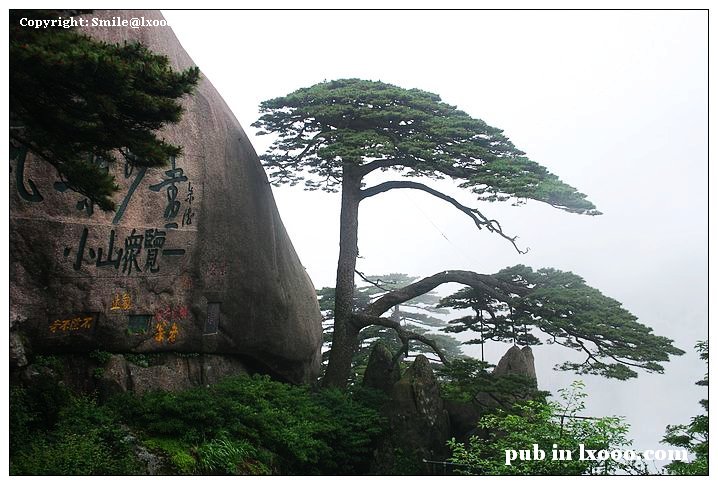 黄山 迎客松