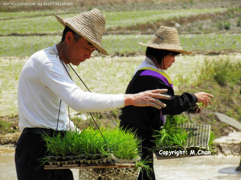 水稻种植插秧作业中的农民特写